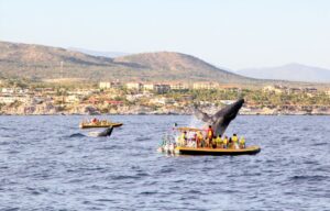 mama and baby whales in pacific ocean near cabo san lucas